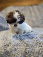 Cocoa Puff, a male Shih Tzu for sale in Crawfordsville, IN – Photo 9 of 10