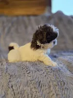 Cocoa Puff, a male Shih Tzu for sale in Crawfordsville, IN – Photo 1 of 10