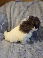 Cocoa Puff, a male Shih Tzu for sale in Crawfordsville, IN – Photo 3 of 10