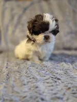 Cocoa Puff, a male Shih Tzu for sale in Crawfordsville, IN – Photo 4 of 10
