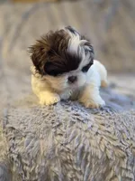 Cocoa Puff, a male Shih Tzu for sale in Crawfordsville, IN – Photo 10 of 10