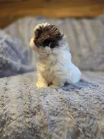 Cocoa Puff, a male Shih Tzu for sale in Crawfordsville, IN – Photo 6 of 10