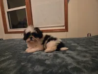 Blake, a male Shih Tzu for sale in Rockville, IN – 6 of 9