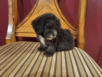 Smokey, a male Shih Tzu and Poodle - Toy  for sale in Rockville, IN – 5 of 9
