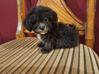 Smokey, a male Shih Tzu and Poodle - Toy  for sale in Rockville, IN – 2 of 9