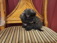 Hershey, a male Shih Tzu and Poodle - Toy  for sale in Rockville, IN – 3 of 9