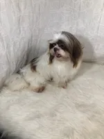 Charlotte, a female Shih Tzu and Poodle - Toy  for sale in Rockville, IN – 8 of 9