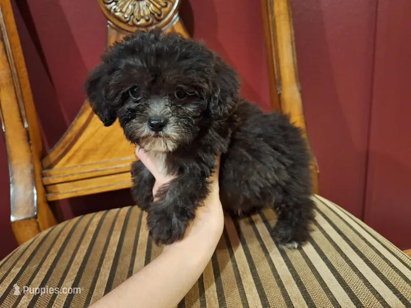 Smokey – Shih Tzu, Poodle - Toy  puppy for sale in Rockville, IN