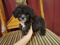 Smokey, a male Shih Tzu and Poodle - Toy  for sale in Rockville, IN – 1 of 9