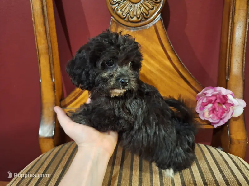 Charlotte – Shih Tzu, Poodle - Toy  puppy for sale in Rockville, IN