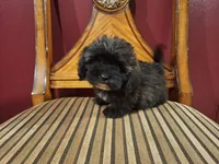 Hershey, a male Shih Tzu and Poodle - Toy  for sale in Rockville, IN – 1 of 9