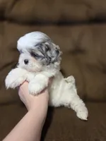 Skye, a female Shihpoo for sale in Crawfordsville, IN – Photo 7 of 10