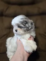 Skye, a female Shihpoo for sale in Crawfordsville, IN – Photo 1 of 10