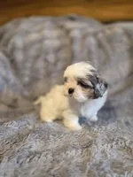 Skye, a female Shihpoo for sale in Crawfordsville, IN – Photo 8 of 10