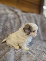 Skye, a female Shihpoo for sale in Crawfordsville, IN – Photo 3 of 10