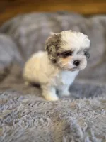 Skye, a female Shihpoo for sale in Crawfordsville, IN – Photo 4 of 10