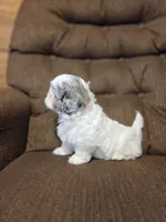Skye, a female Shihpoo for sale in Crawfordsville, IN – Photo 10 of 10