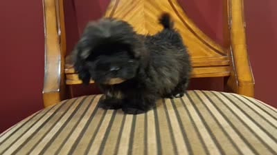 Hershey, a male Shih Tzu and Poodle - Toy  for sale in Rockville, IN – 7 of 9