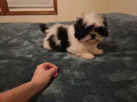 Blake, a male Shih Tzu for sale in Rockville, IN – 2 of 9