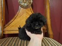 Dusk, a male Shih Tzu and Poodle - Toy  for sale in Rockville, IN – 1 of 9