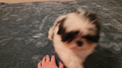 Blake, a male Shih Tzu for sale in Rockville, IN – 8 of 9