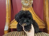 Dusk, a male Shih Tzu and Poodle - Toy  for sale in Rockville, IN – 3 of 9