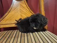 Dusk, a male Shih Tzu and Poodle - Toy  for sale in Rockville, IN – 4 of 9