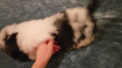 Blake, a male Shih Tzu for sale in Rockville, IN – 9 of 9