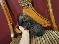 Hershey, a male Shih Tzu and Poodle - Toy  for sale in Rockville, IN – 5 of 9