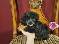 Charlotte, a female Shih Tzu and Poodle - Toy  for sale in Rockville, IN – 2 of 9