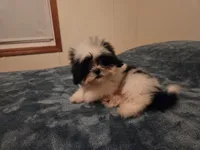 Blake, a male Shih Tzu for sale in Rockville, IN – 3 of 9