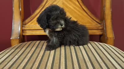 Smokey, a male Shih Tzu and Poodle - Toy  for sale in Rockville, IN – 6 of 9