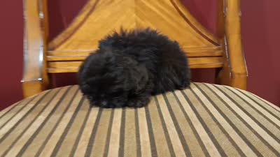 Dusk, a male Shih Tzu and Poodle - Toy  for sale in Rockville, IN – 9 of 9