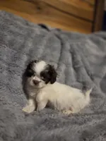 Tiny Tim, a male Shihpoo for sale in Crawfordsville, IN – Photo 2 of 10