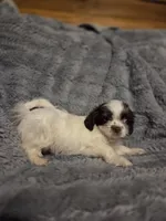 Tiny Tim, a male Shihpoo for sale in Crawfordsville, IN – Photo 3 of 10