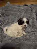 Tiny Tim, a male Shihpoo for sale in Crawfordsville, IN – Photo 4 of 10