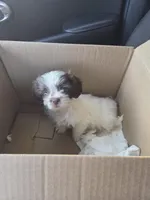 Tiny Tim, a male Shihpoo for sale in Crawfordsville, IN – Photo 10 of 10