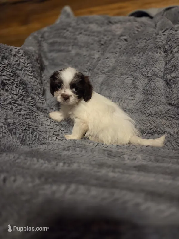 Tiny Tim, a male Shihpoo for sale in Crawfordsville, IN – Photo 1 of 10