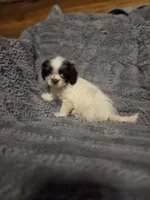 Tiny Tim, a male Shihpoo for sale in Crawfordsville, IN – Photo 1 of 10