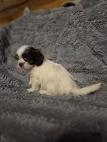 Tiny Tim, a male Shihpoo for sale in Crawfordsville, IN – Photo 6 of 10