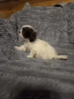 Tiny Tim, a male Shihpoo for sale in Crawfordsville, IN – Photo 7 of 10