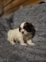 Tiny Tim, a male Shihpoo for sale in Crawfordsville, IN – Photo 8 of 10