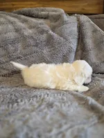 Marshmallow, a female Shihpoo for sale in Crawfordsville, IN – Photo 10 of 10