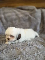 Marshmallow, a female Shihpoo for sale in Crawfordsville, IN – Photo 9 of 10