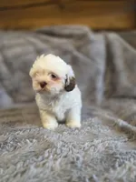 Marshmallow, a female Shihpoo for sale in Crawfordsville, IN – Photo 4 of 10