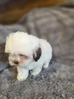 Marshmallow, a female Shihpoo for sale in Crawfordsville, IN – Photo 2 of 10