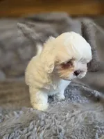 Marshmallow, a female Shihpoo for sale in Crawfordsville, IN – Photo 3 of 10