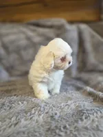 Marshmallow, a female Shihpoo for sale in Crawfordsville, IN – Photo 1 of 10