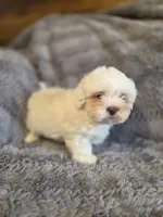 Marshmallow, a female Shihpoo for sale in Crawfordsville, IN – Photo 8 of 10