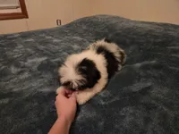 Blake, a male Shih Tzu for sale in Rockville, IN – 5 of 9